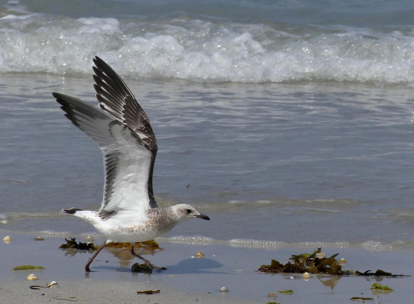 Med Gull Cobo19Jul18 d.jpg