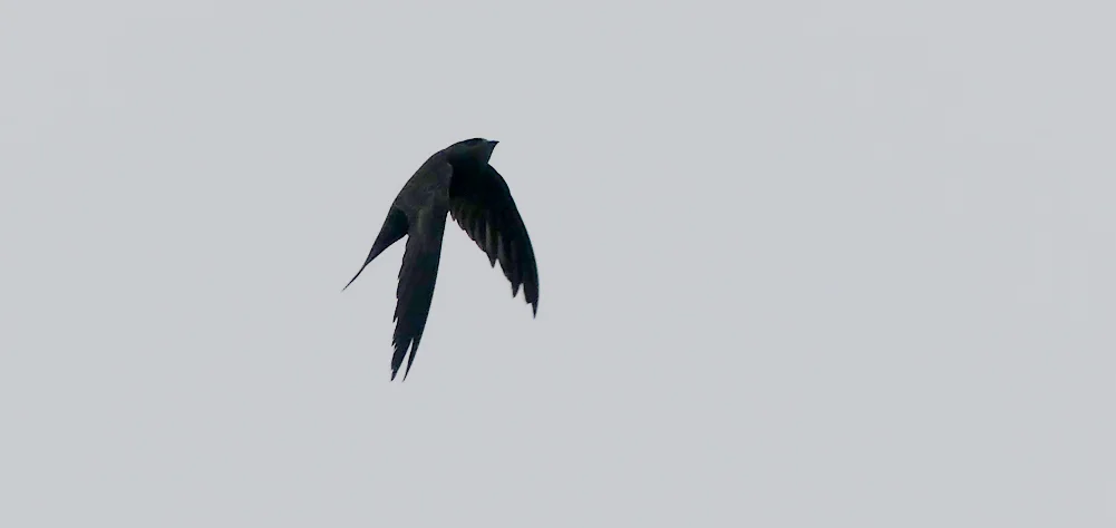 Pallid Swift Plein 17Nov18 aii.jpg