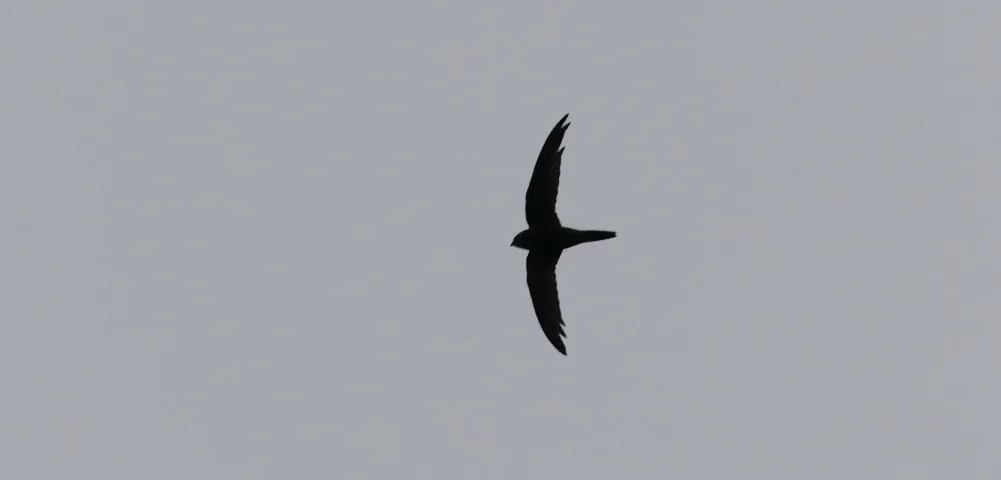 Pallid Swift Plein 17Nov18 d.jpg