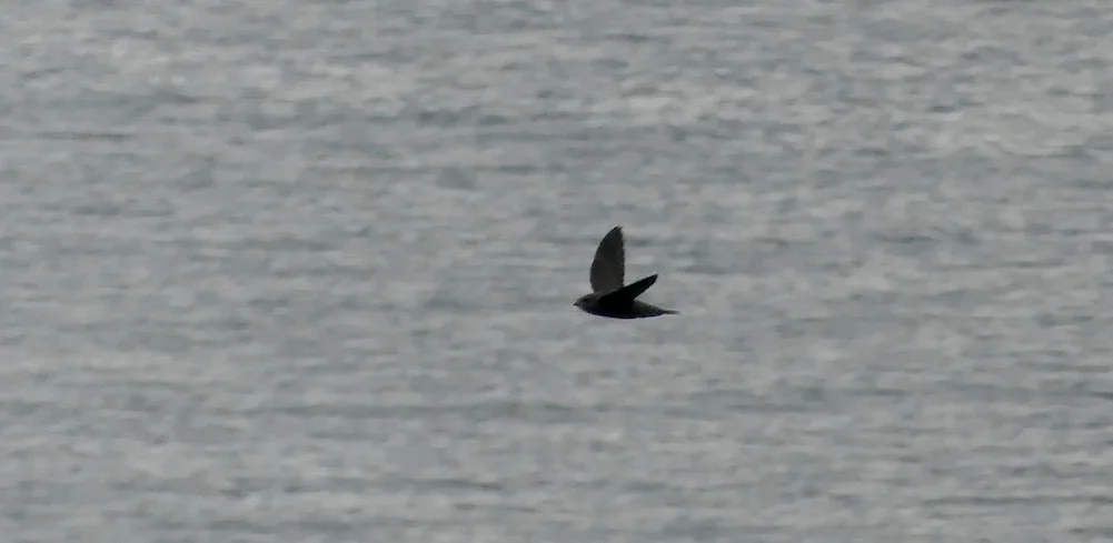 Pallid Swift Pleinmont 15Oct18 c.jpg