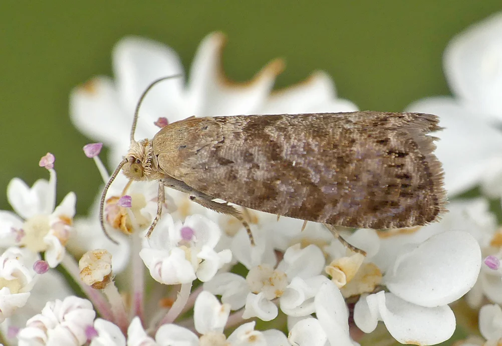 Pammene gallicana LAnc 17Jul18.jpg