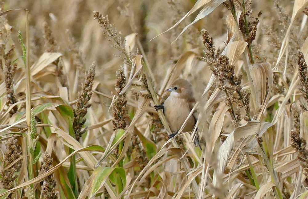 Penduline Tit Pleinmont 25Oct18 a.jpg