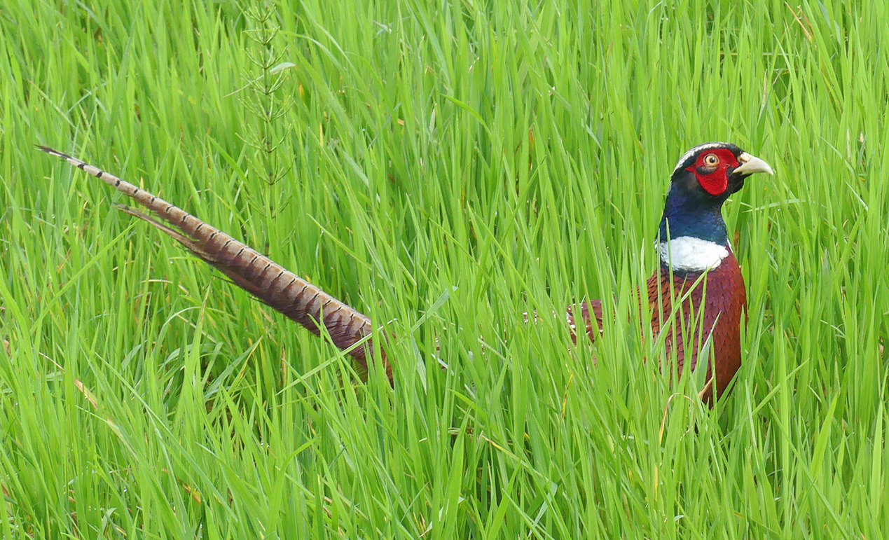 Pheasant RDB 16Apr18 a.jpg