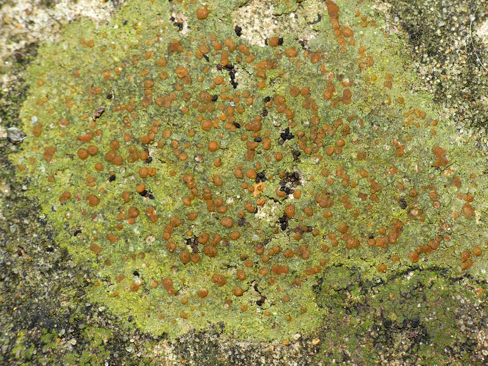 Protoblastenia rupestris STE Mar18.jpg
