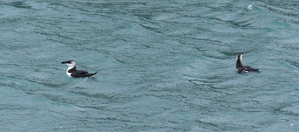Razorbills SSHbr 13Jan18.jpg