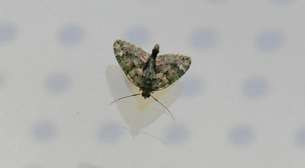 Red-green Carpet LBHS 23Nov18 b.jpg