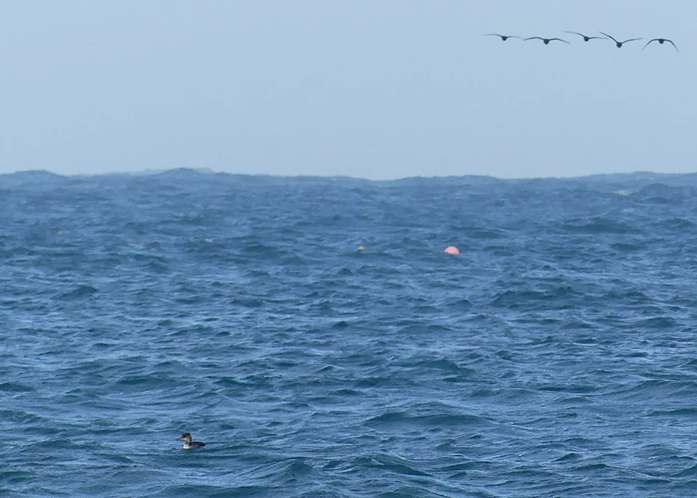 Red-necked Grebe Rousse 21Dec18 a.jpg