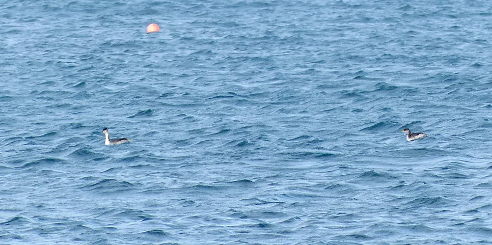 Red-necked Grebe Rousse 21Dec18 b.jpg