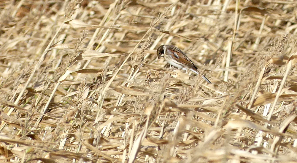 Reed Bunting Plein 11Nov18.jpg