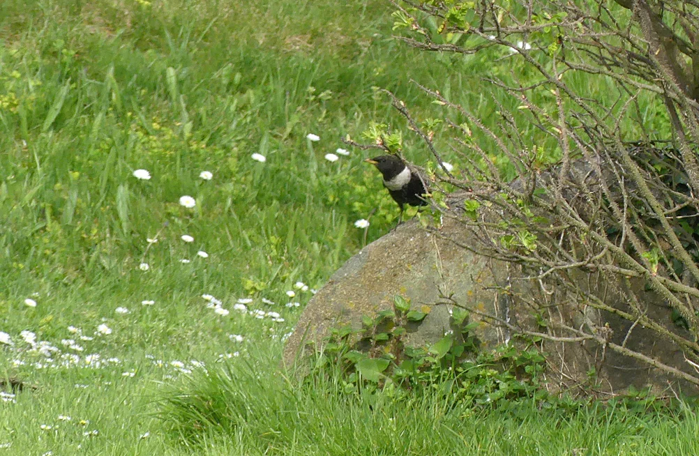 Ring Ouzel Peninsula 13Apr18.jpg