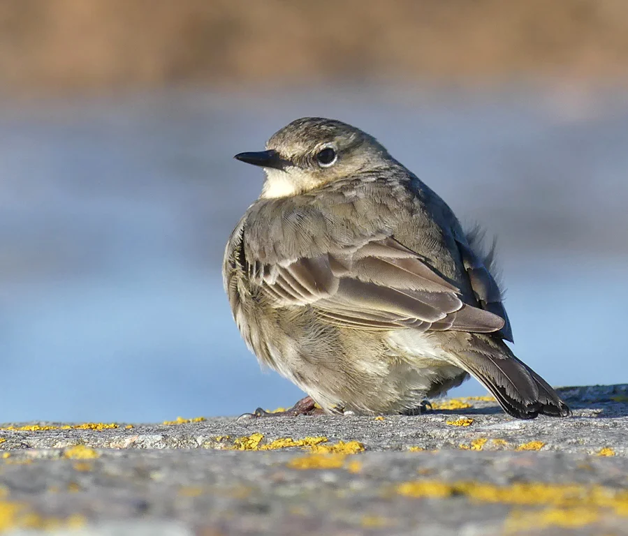 Rock Pipit Vazon 13Mar18 c.jpg