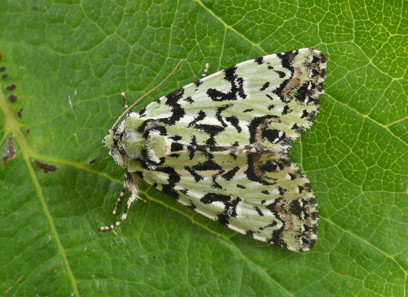 Scarce Merveille du Jour STE 30Jun18 a.jpg