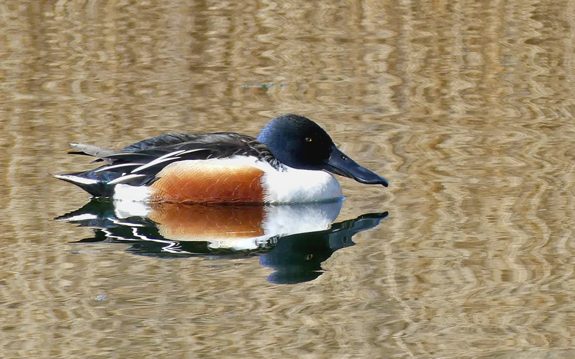 Shoveler RDB 13Mar18 a.jpg