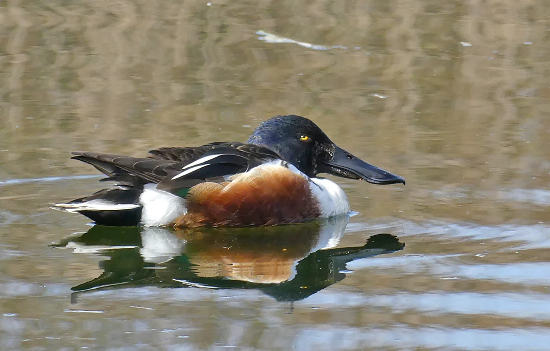 Shoveler RDB 13Mar18 c.jpg
