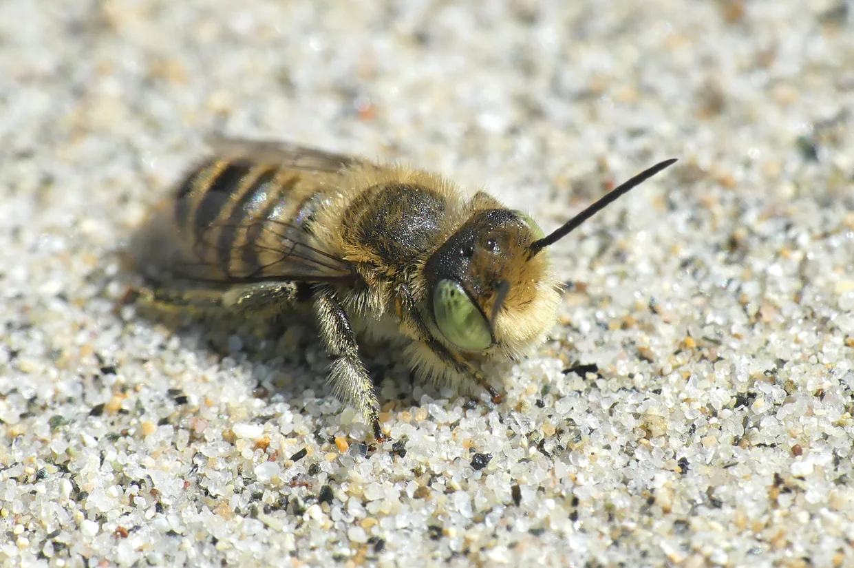 Silvery Leafcutter Bee Bordeaux 2Jun18.jpg