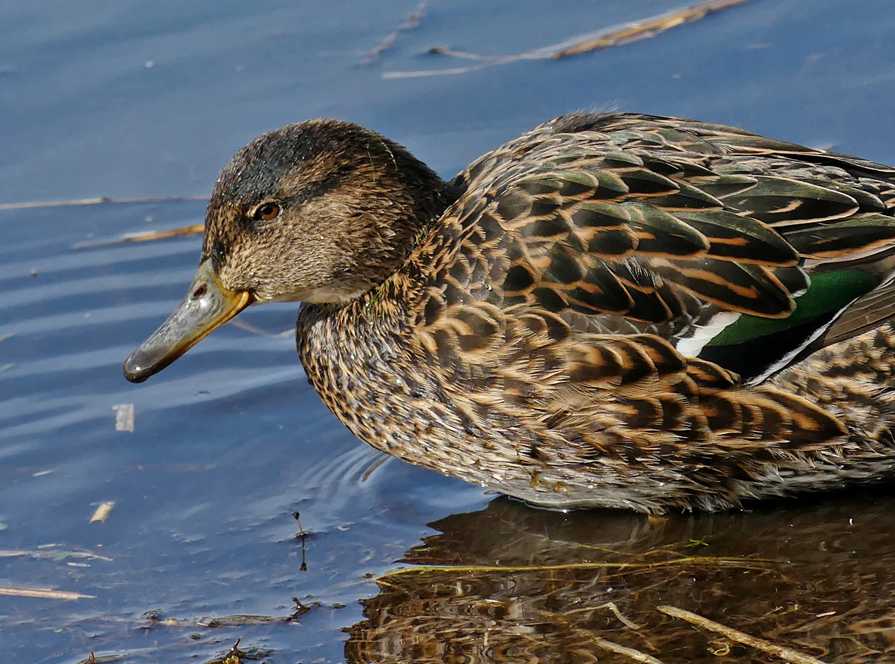 Teal RDB 13Mar18 a.jpg