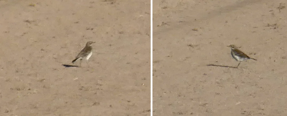 Water Pipit MHer 21Oct18.jpg