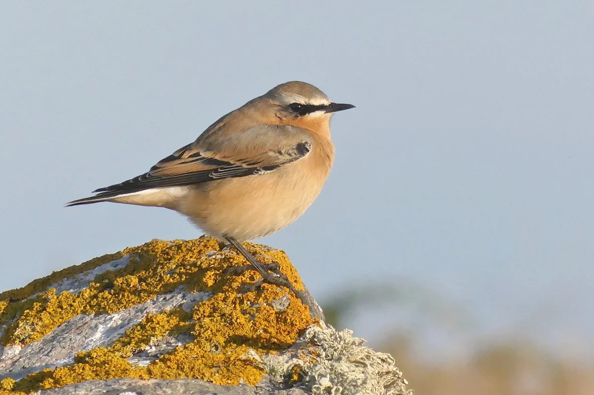 Wheatear Plein 15Sep18 a.jpg