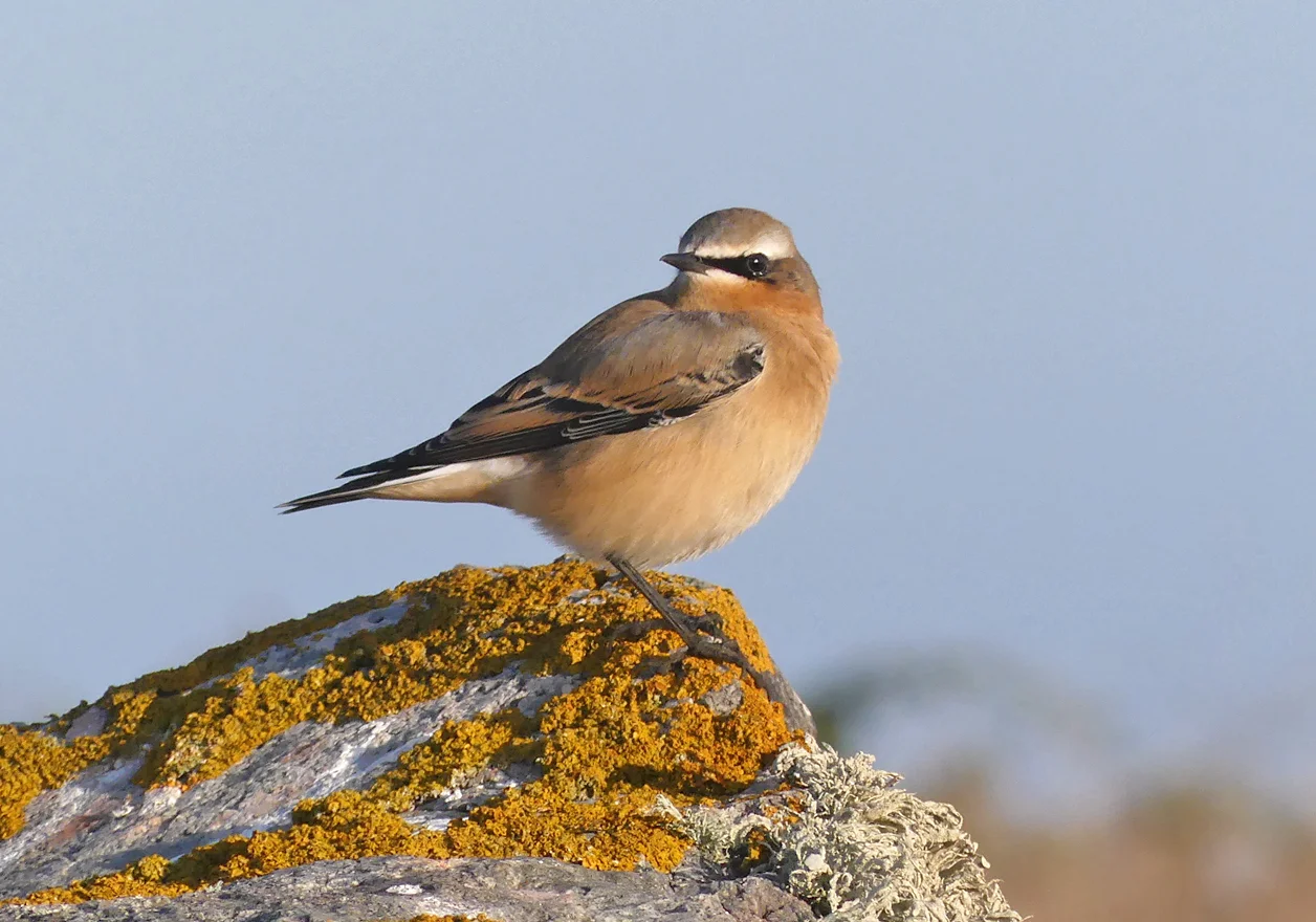 Wheatear Plein 15Sep18 b.jpg