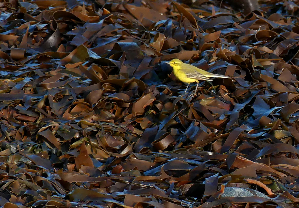 Yellow Wagtail Pulias 20Apr18.jpg
