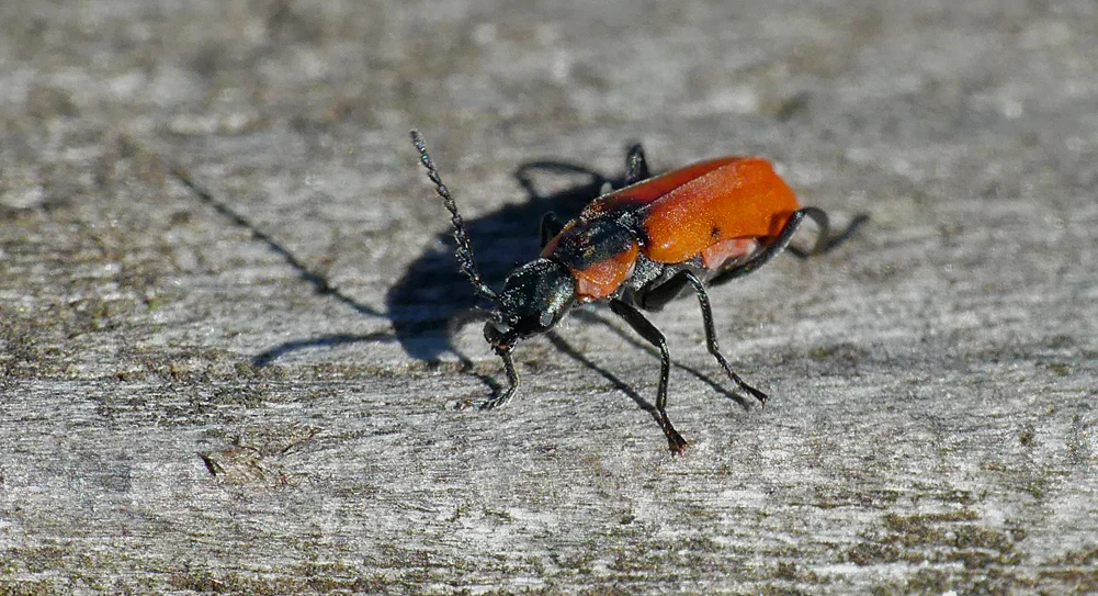 Anthocomus rufus Strumpshaw 11Aug18.jpg