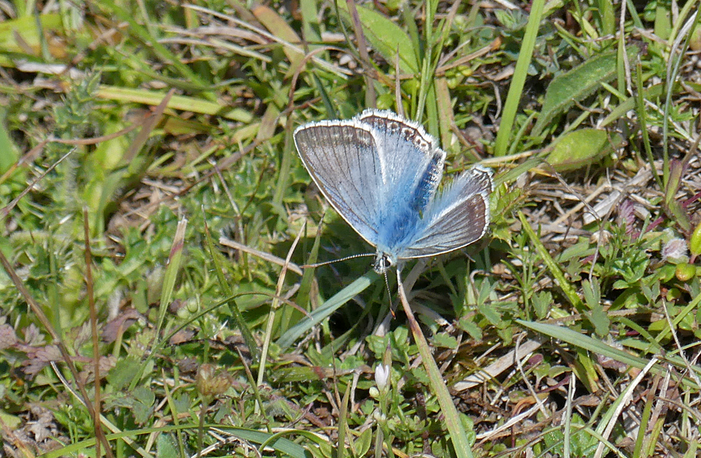 Chalkhill Blue Queensdown 10Aug18 b.jpg