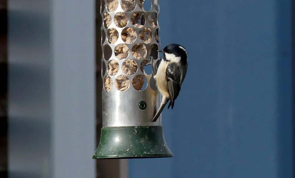 Coal Tit TophillLow 22Feb18.jpg