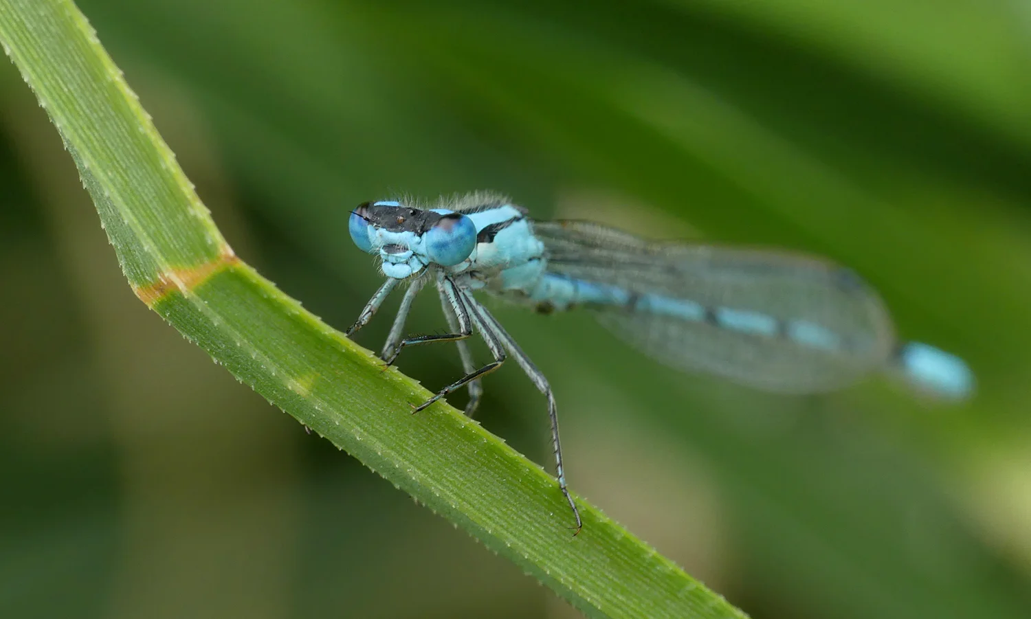 Common Blue Damselfly LitFransham 13Aug18 b.jpg
