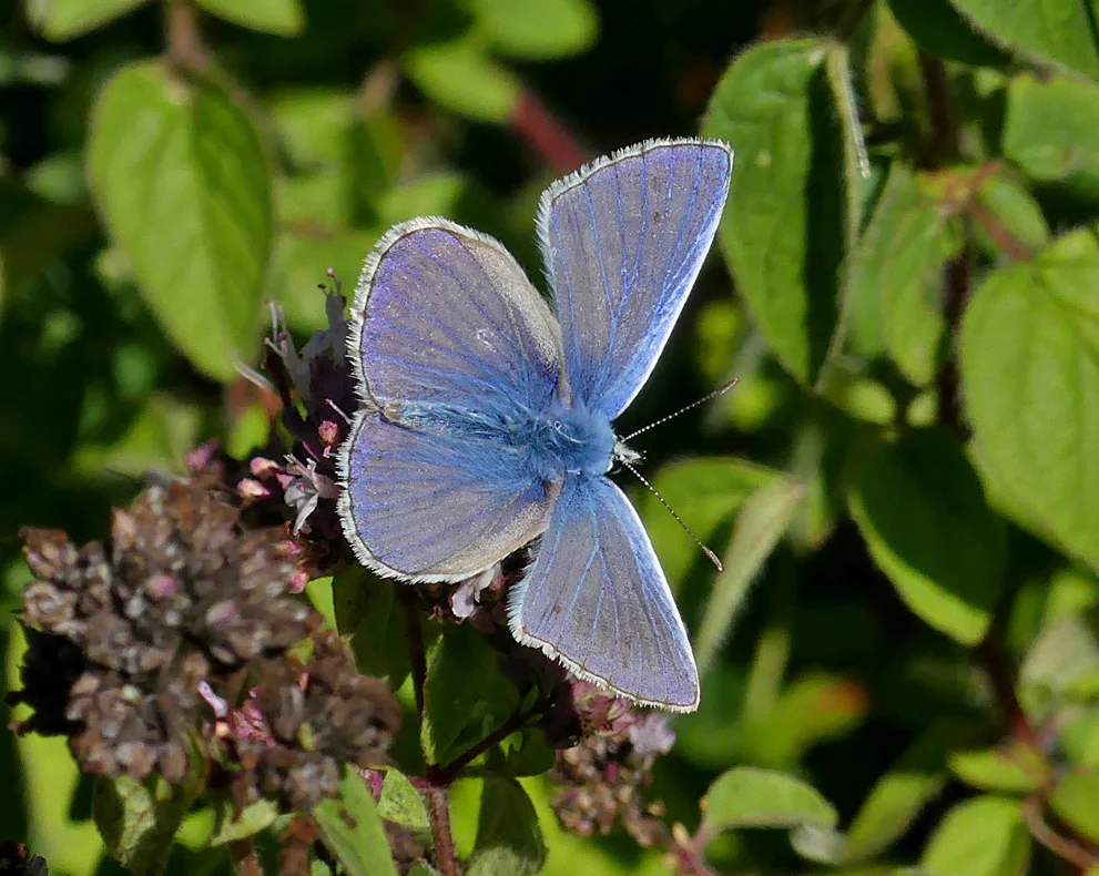 Common Blue Queensdown 10Aug18.jpg