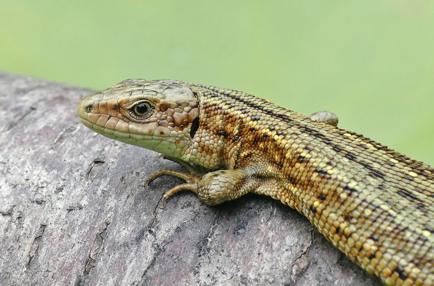 Common Lizard Thursley 18Aug18 a.jpg