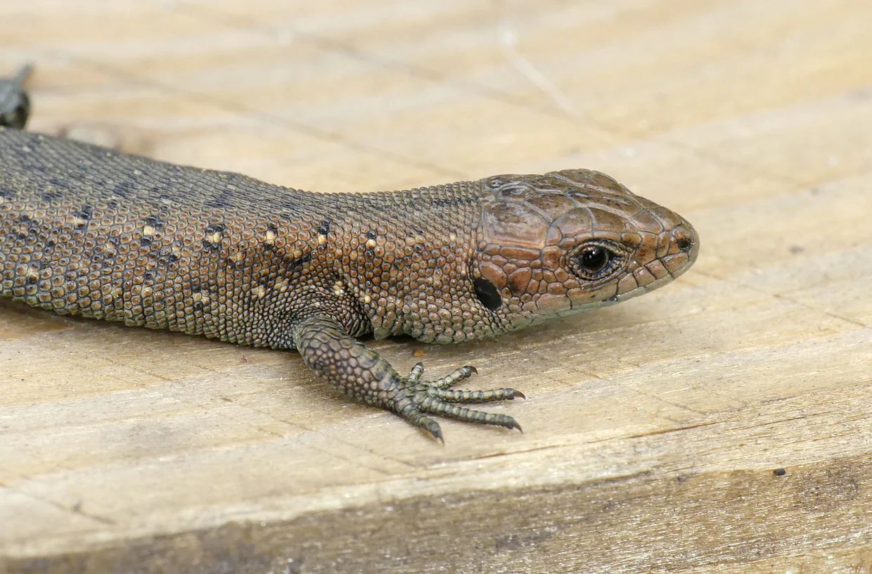 Common Lizard Thursley 18Aug18 c.jpg