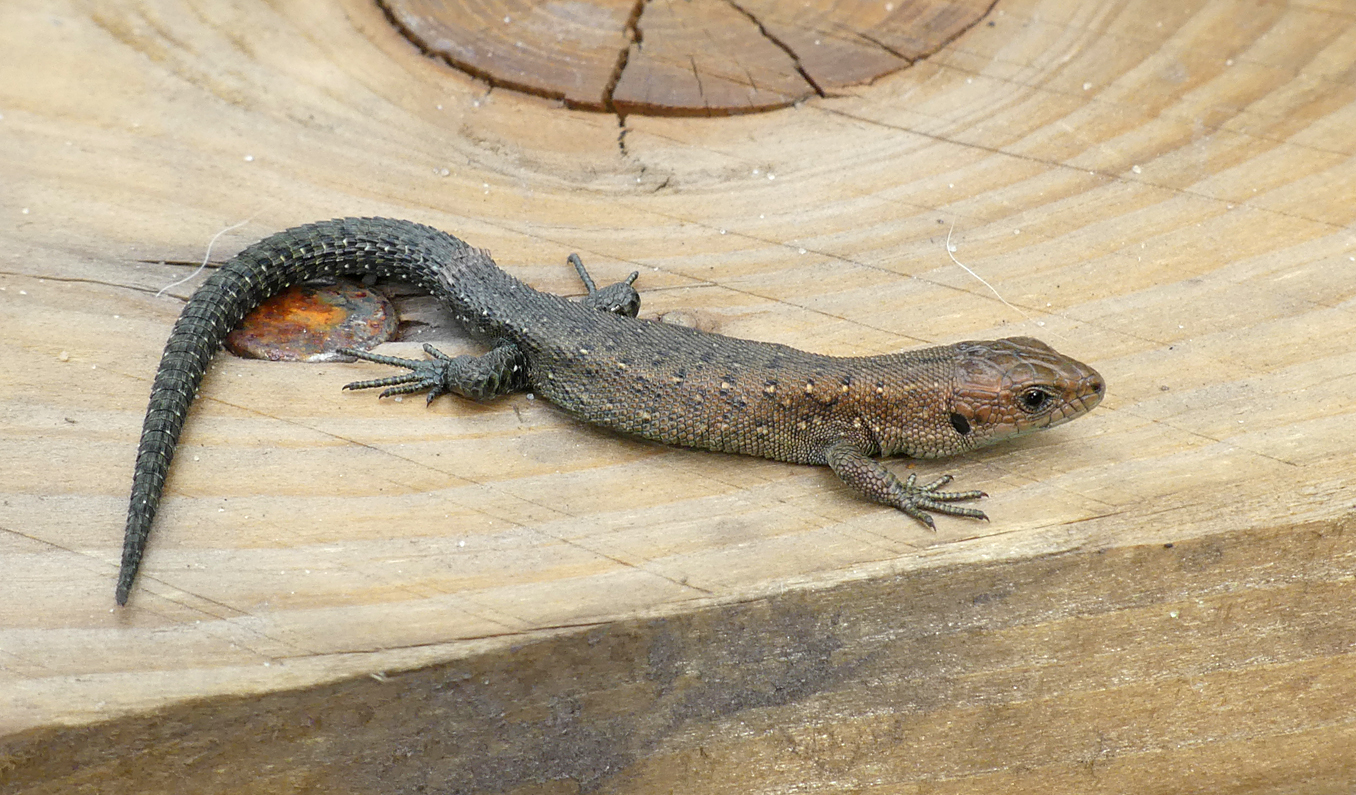 Common Lizard Thursley 18Aug18 d.jpg