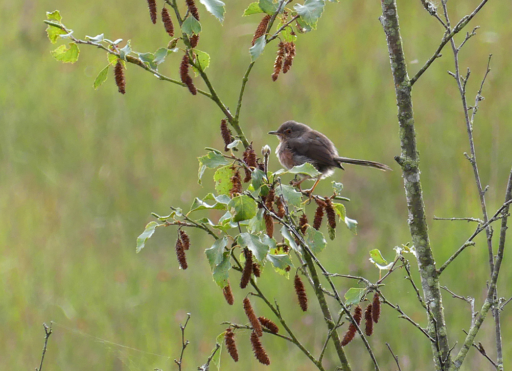 Dartford Warbler Thursley 9Aug18 a.jpg