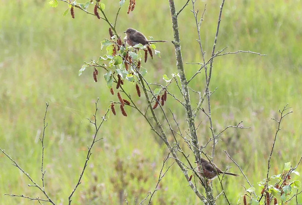 Dartford Warblers Thursley 9Aug18.jpg