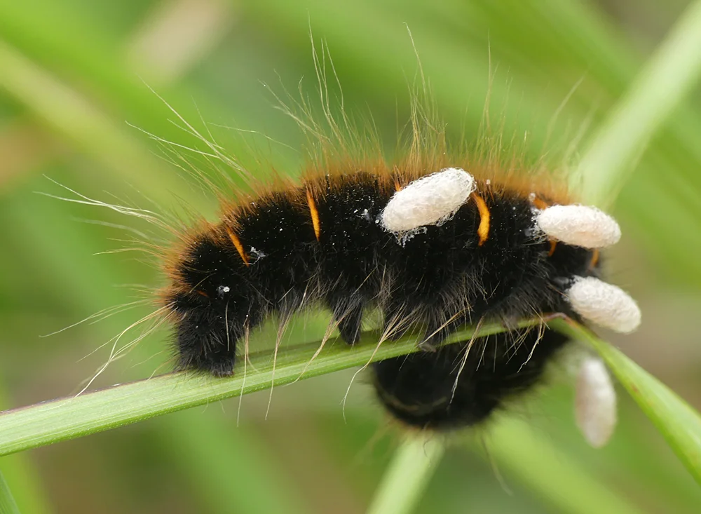 Fox Moth larva Thursley 9Aug18.jpg