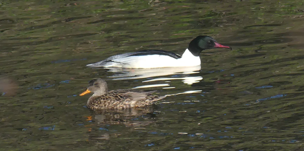 Gadwall Goosander Swilly 24Feb18 a.jpg