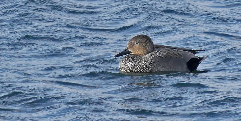 Gadwall Swilly 24Feb18 a.jpg