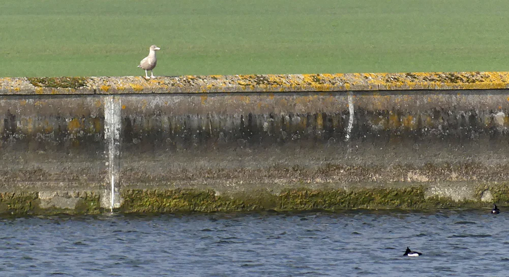 Glaucous Gull Tophill Low 22Feb18 a.jpg
