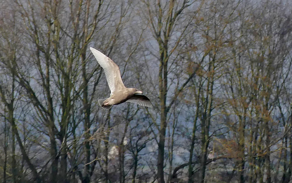 Glaucous Gull Tophill Low 22Feb18 b.jpg
