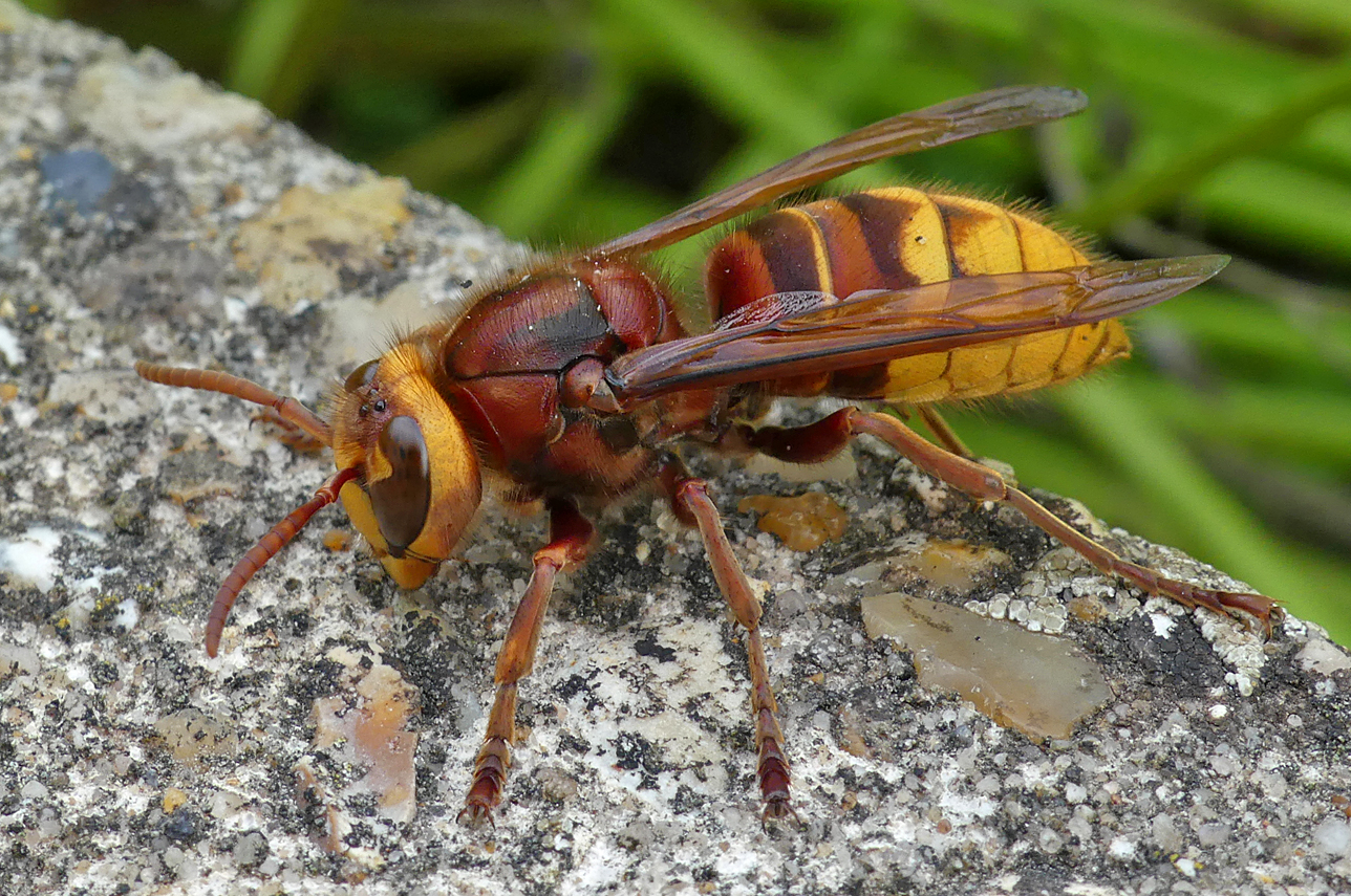 Hornet LitFransham 18Aug18 a.jpg