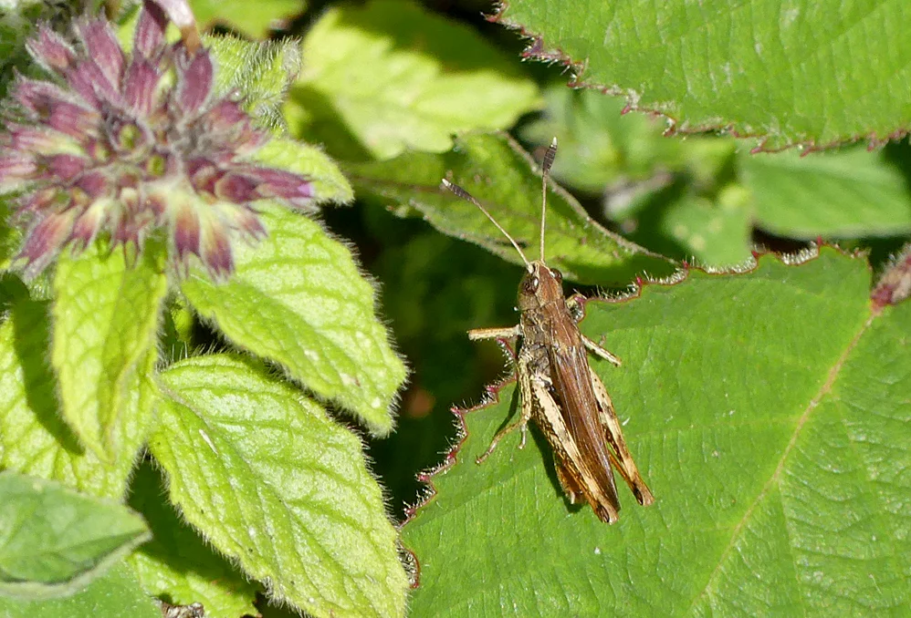 Mottled Grasshopper Queensdown 10Aug18.jpg