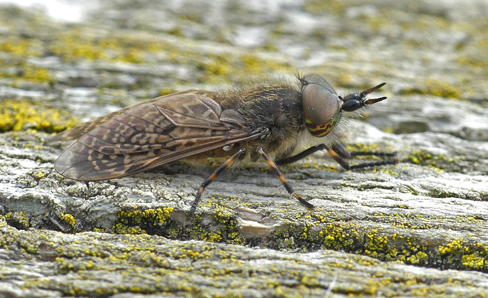 Notch-horned Cleg Fly LitFransham 17Aug18 a.jpg