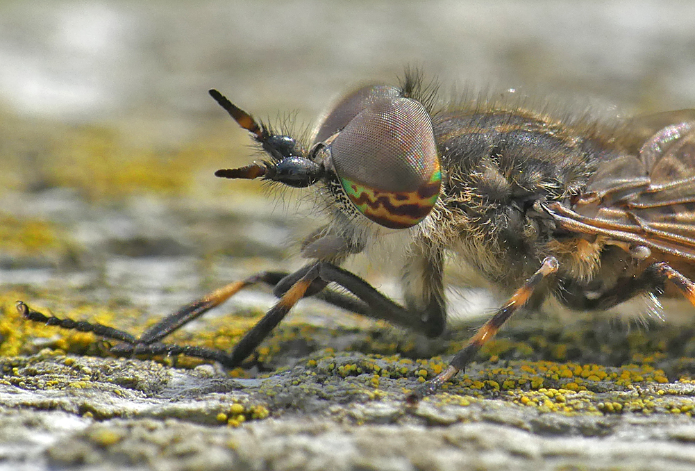 Notch-horned Cleg Fly LitFransham 17Aug18 bii.jpg