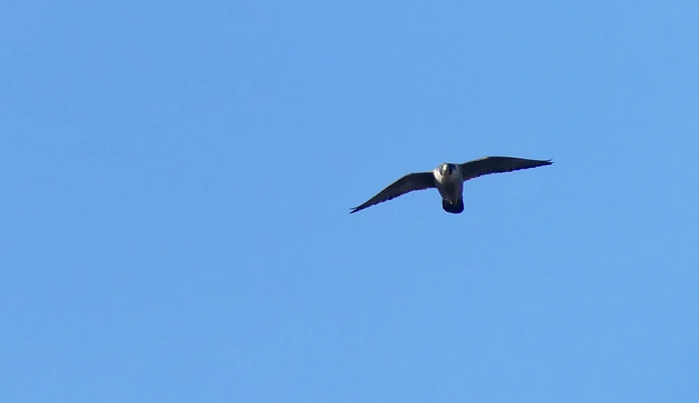 Peregrine Swilly 24Feb18.jpg