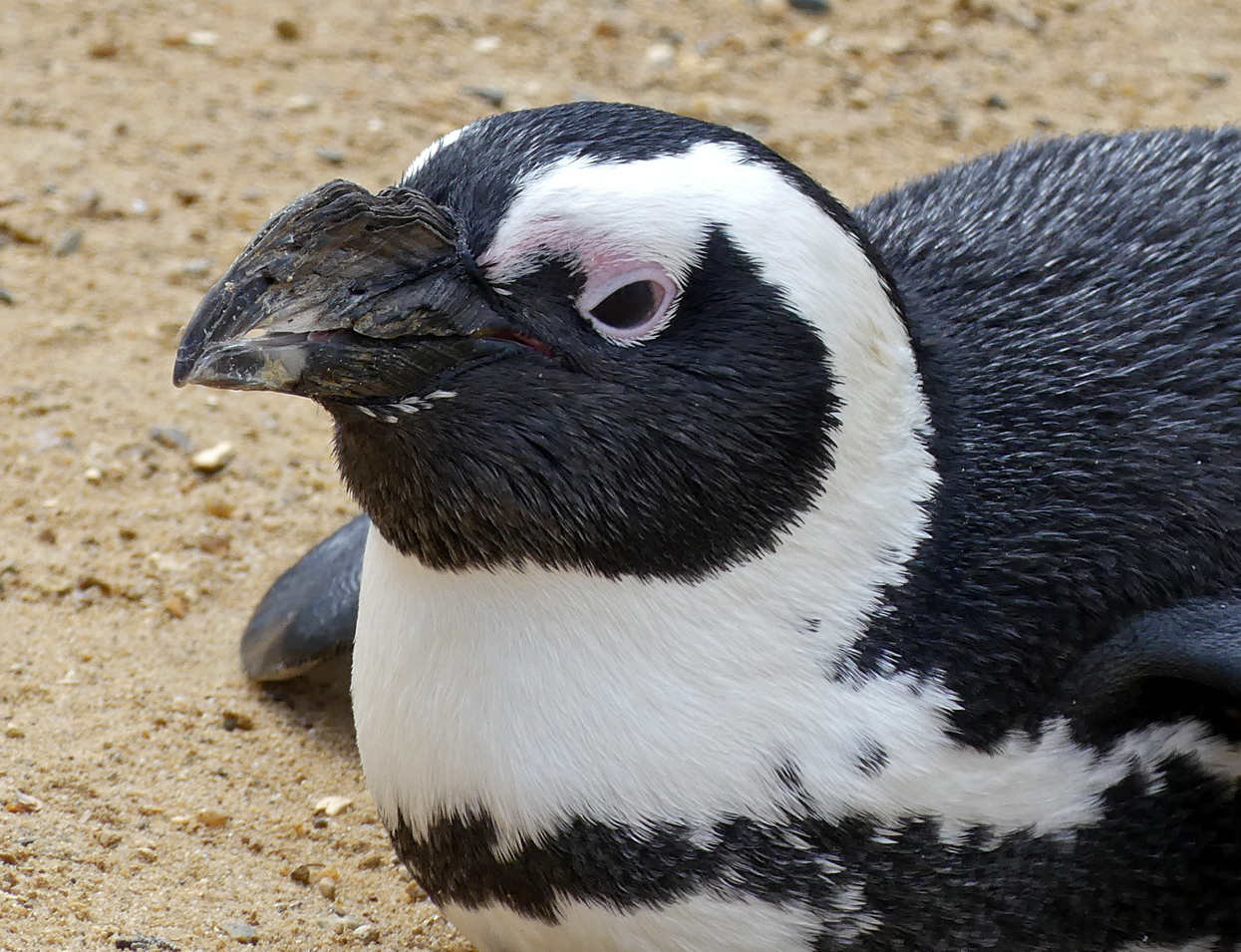 ppppppenguin.jpg