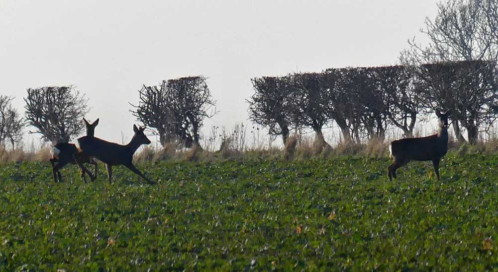 Roe Deer YorksWolds 22Feb18.jpg