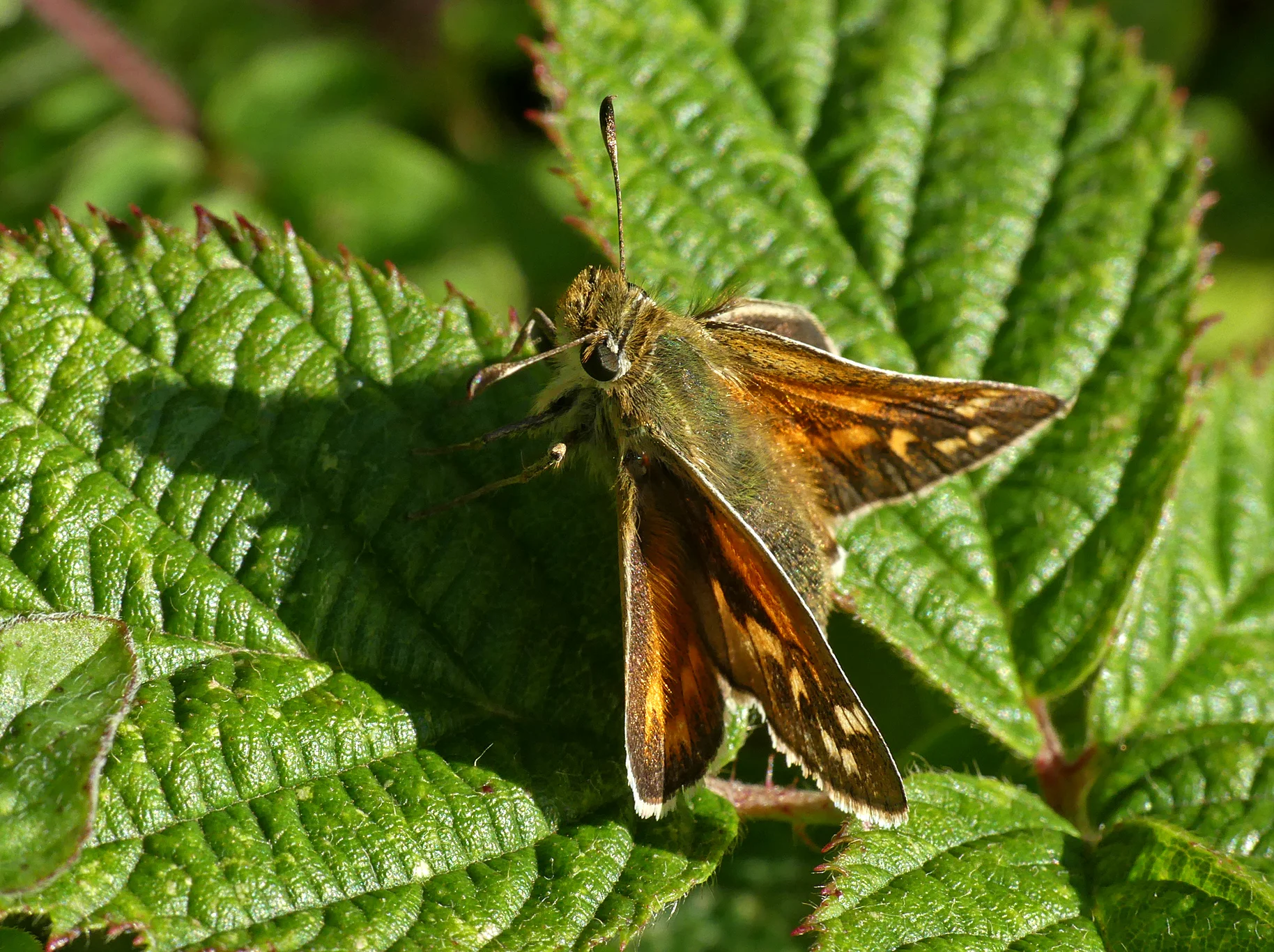 Silver-spotted Skipper Queensdown 10Aug18 b.jpg