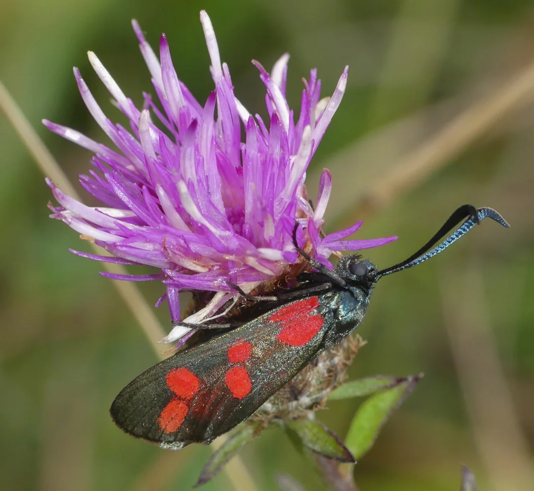 Six-spot Burnet BoxHill 9Aug18.jpg