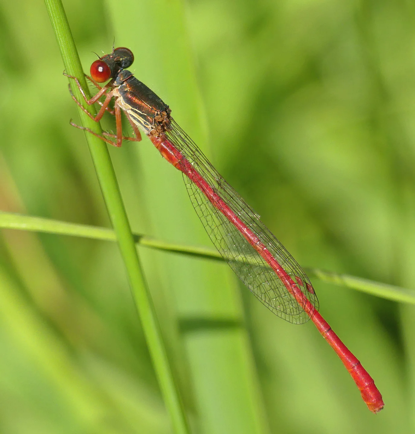 Small Red Damselfly Thursley 9Aug18 b.jpg