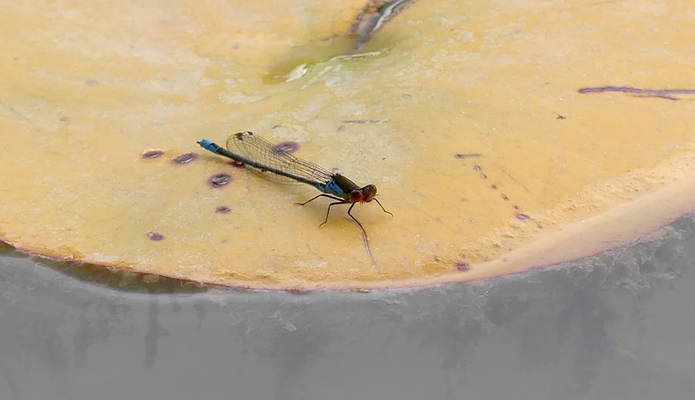 Small Red-eyed Damselfly LitFransham 13Aug18.jpg